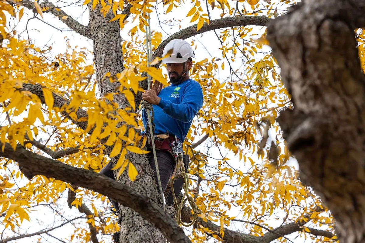 Skilled Tree Trimming crew working in Chinook